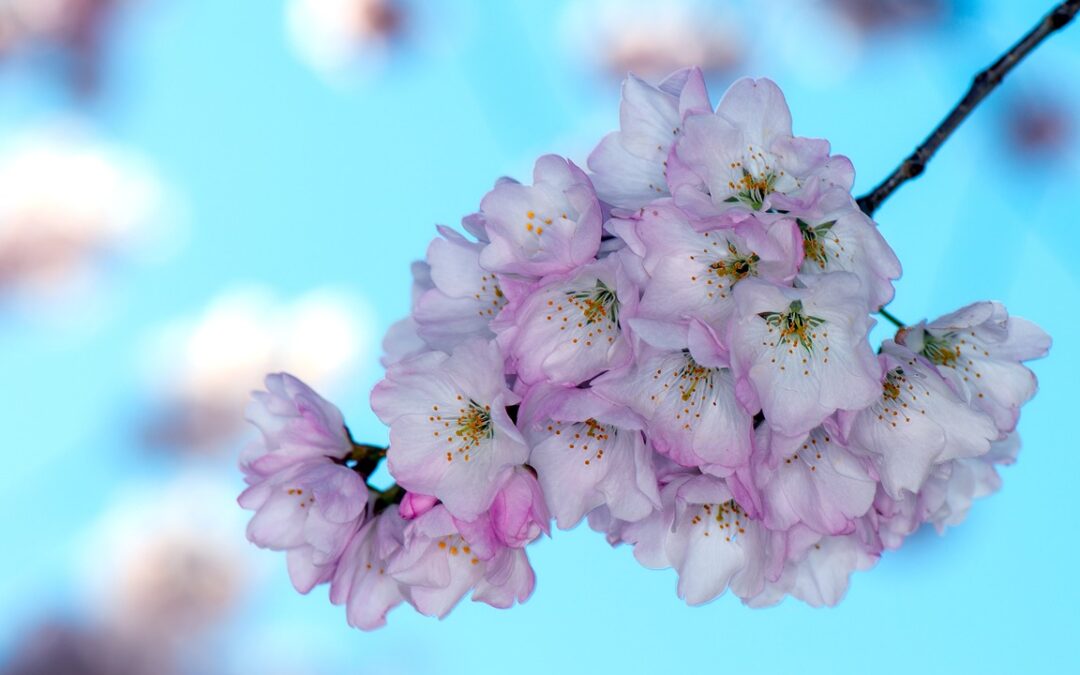 The cherry blossoms are blooming and so is the DMV commercial real estate market.